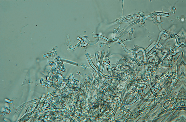 Aphyllophorales su...sabbia!! (Schizophyllum commune)